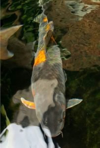 Jual Ikan Koi di Jakarta