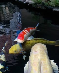 Jual Ikan Koi Besar
