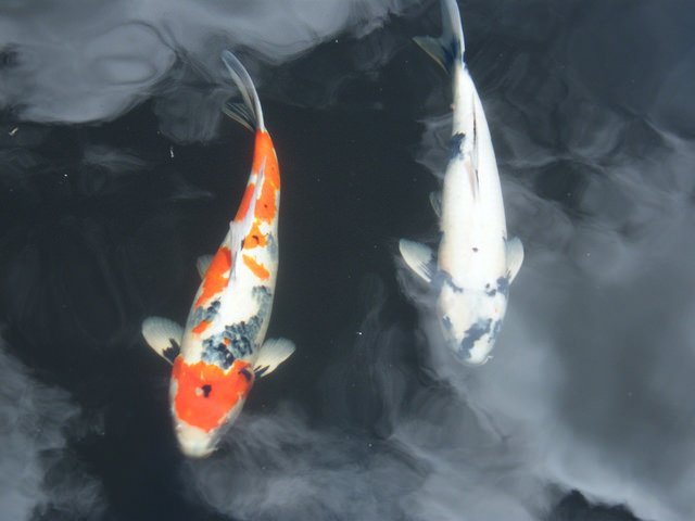 Pilih Ikan Koi Dengan Postur Simetris