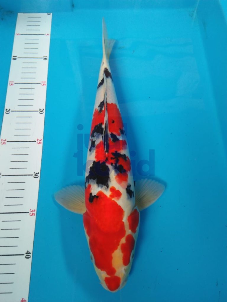 Harga Ikan Koi Kecil | Agro Koi Farm