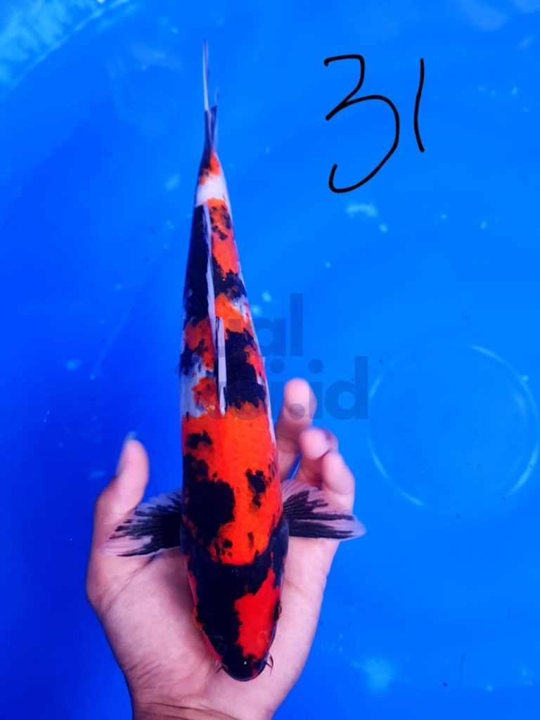 Cara Membuat Kolam Ikan Koi Minimalis | Agro Koi Farm